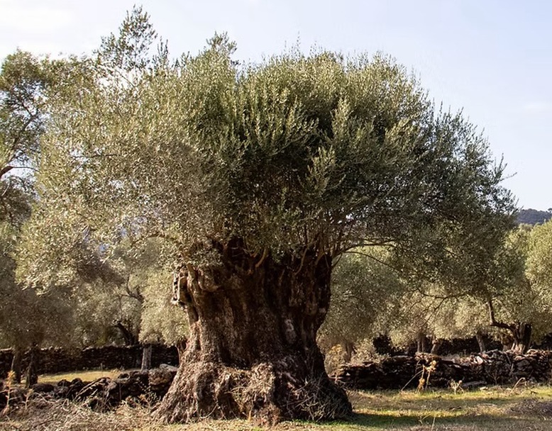 Jahrhundertealter knorriger Memecik-Olivenbaum in einem historischen Olivenhain in Milas an der Ägäis
